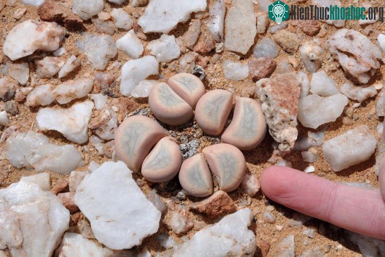 Những viên đá này chủ yếu có màu nâu đỏ và màu nâu nhạt.