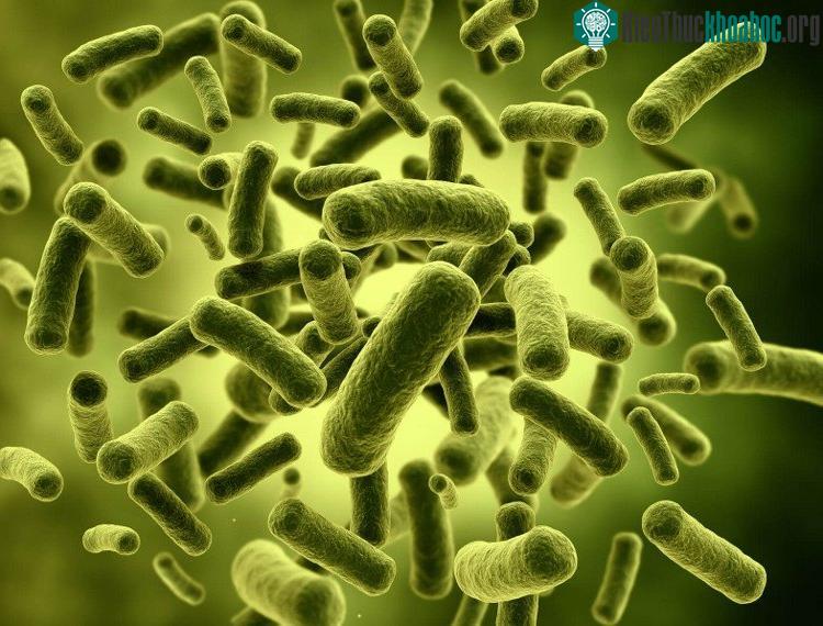 Lợi khuẩn Bifidobacterium sống chủ yếu ở đại tràng.
