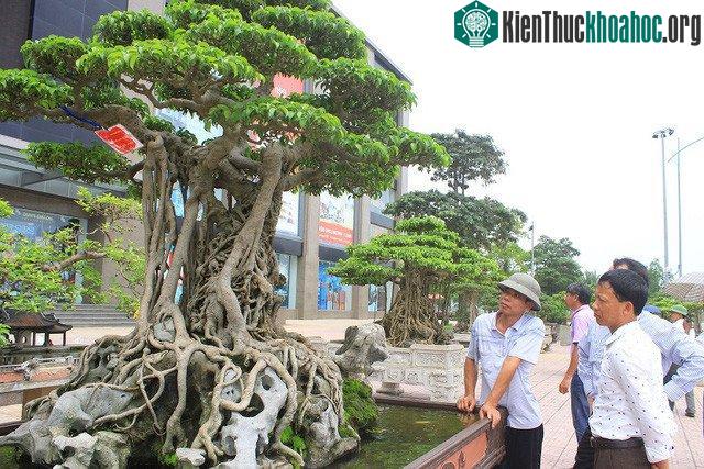 Cây “Mâm xôi con gà” tạo được sức hút là bởi nó hội tụ đủ 4 yếu tố “cổ - kỳ - mỹ - văn”