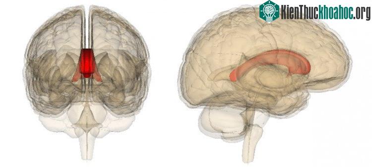 Khi cắt bỏ thể chai (corpus callosum), hai bán cầu não sẽ mất liên lạc với nhau.