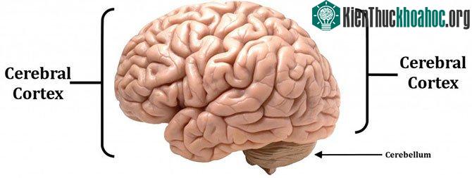Bộ não con người không hoàn toàn giống như một chiếc máy tính.