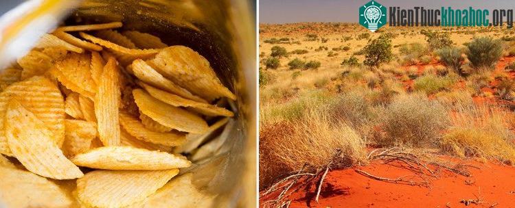 Các nhà khoa học vô tình phát hiện ra loại cỏ này có vị giống... khoai tây chiên. (Ảnh: ScienceAlert).