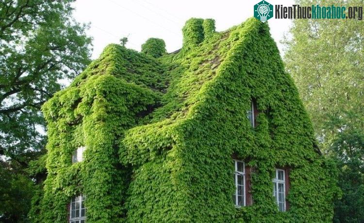 Thường xuân (Hedera helix) là thảo dược chữa bệnh hô hấp hiệu quả.