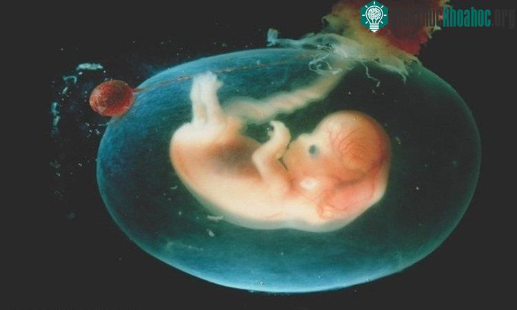 Một bọc điều có 2 lớp bọc, được gọi là mang ối và màng đệm.