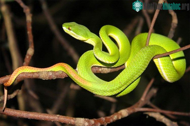 Rắn lục đuôi đỏ sinh sống ở vùng thấp.