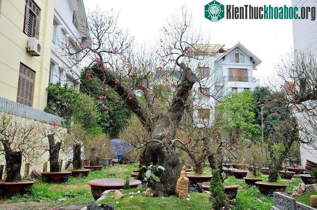 Hai gốc đào rừng Mộc Châu