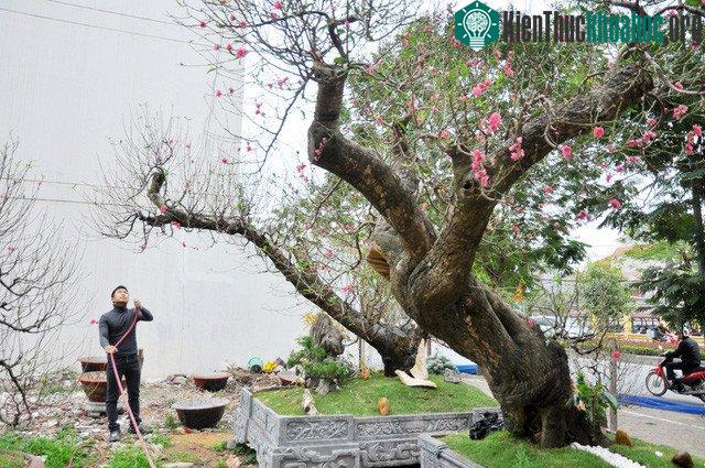 Cây được đánh giá là độc đáo bởi gốc lũa, thân vảy mốc, gốc vặn mình tựa như thân rồng đang vươn mình lên khỏi mặt đất.