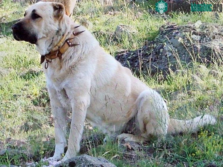 Chó Kangal có lực cắn mạnh hơn sư tử.