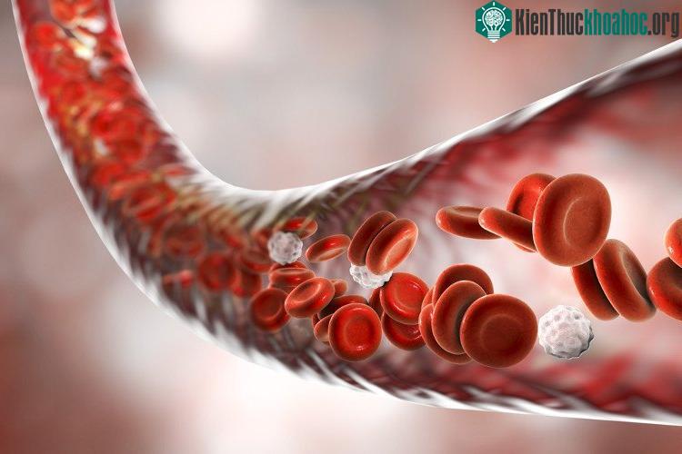 Bạch cầu trung tính là một trong những hàng rào phòng thủ đầu tiên của cơ thể.