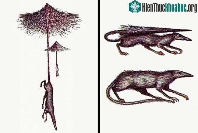 Chuột đuôi ô