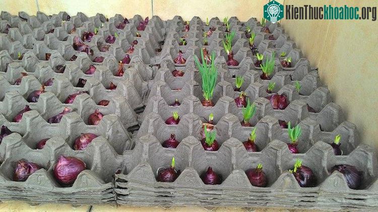 Trồng hành lá trong khay đựng trứng