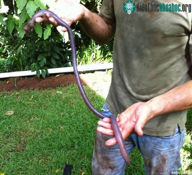 Giun đất có tập tính sống dưới hang sâu, nơi ẩm ướt.