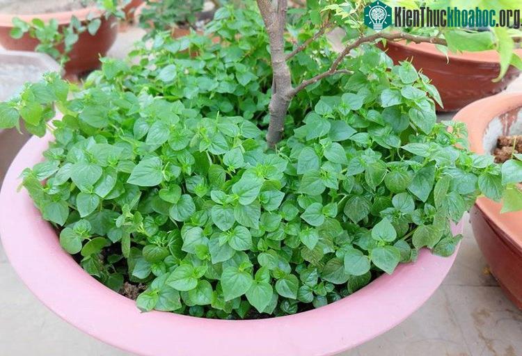Rau càng cua được trồng xen trong chậu cảnh.