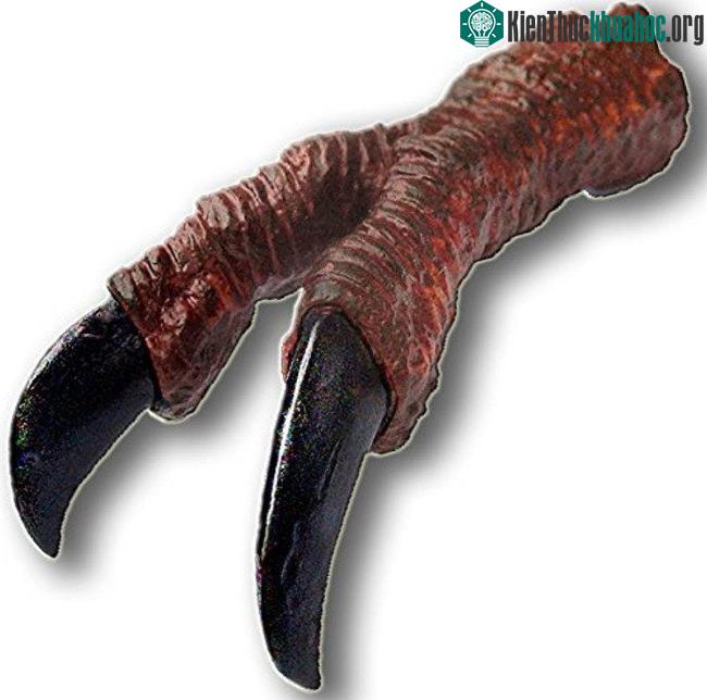 Chi trước của T-rex chỉ có 2 móng dài mỗi bên.