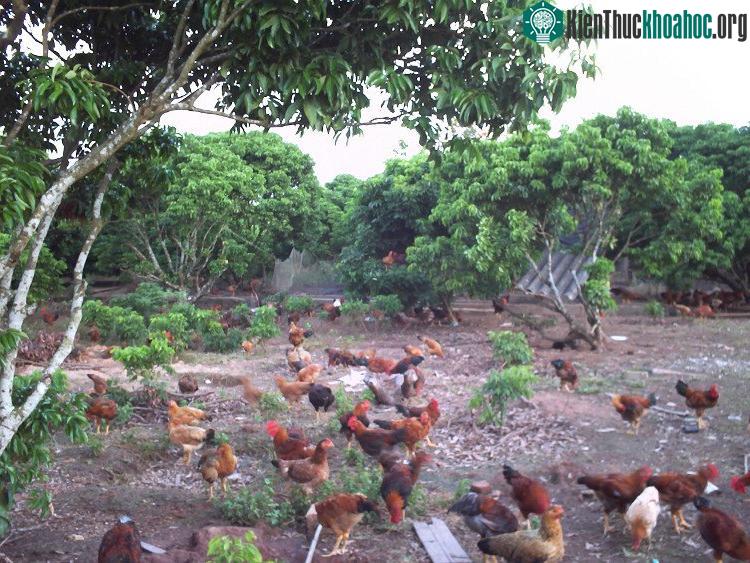 Chuồng và vườn thả phải luôn khô ráo, sạch sẽ, không để ao tù nước đọng trong khu vườn thả.