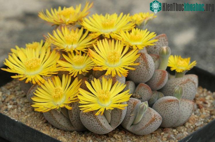 Hạt giống hoa thạch lan rất dễ nảy mầm