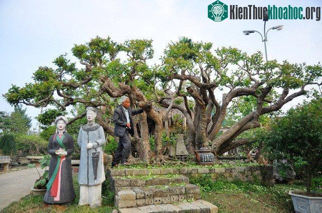 “Siêu cây” trâm vối