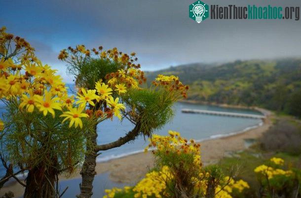 Đảo Santa Cruz với hệ sinh thái đa dạng từng bị đe dọa bởi loài kiến Argentina - (Ảnh: Gary Andrew).