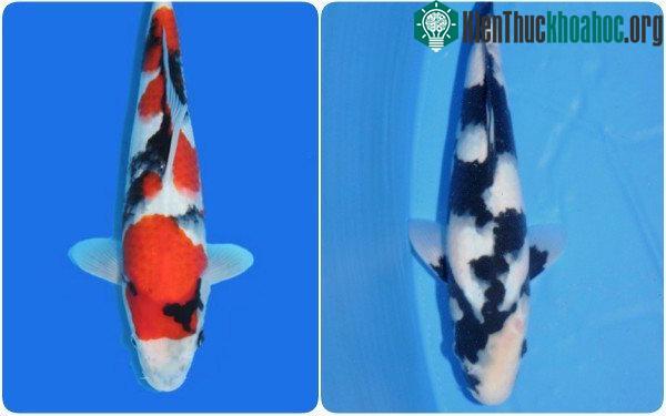 Những chú cá đắt tiền nhất thế giới, với màu sắc nổi tuyệt đẹp.