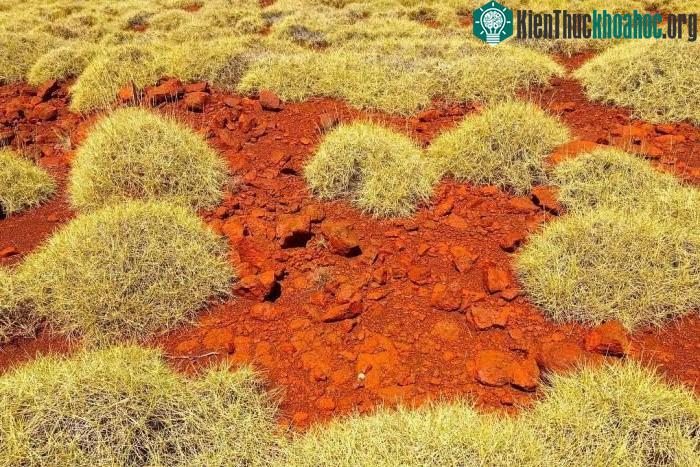 Người Úc bản địa đã dùng nhựa của spinifex làm chất kết dính trong hàng ngàn năm qua. (Ảnh: ABC).