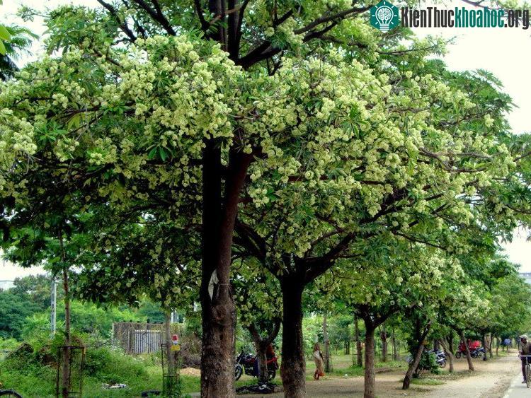 Hoa sữa có ưu điểm mọc nhanh, cao, tán xoè rộng, nhanh có bóng mát.