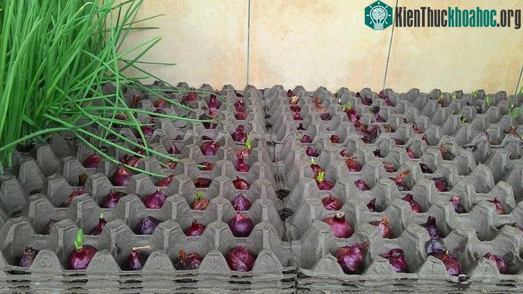 Xếp chồng 5 khay đựng trứng khít lên nhau