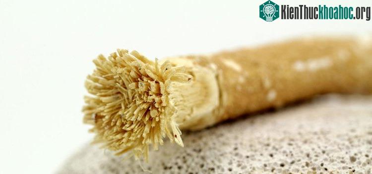 Khi đầu bàn chải bẩn hoặc bị rối, họ sẽ cắt bỏ phần đó và bắt đầu với 1 chiếc đầu "bàn chải" mới.