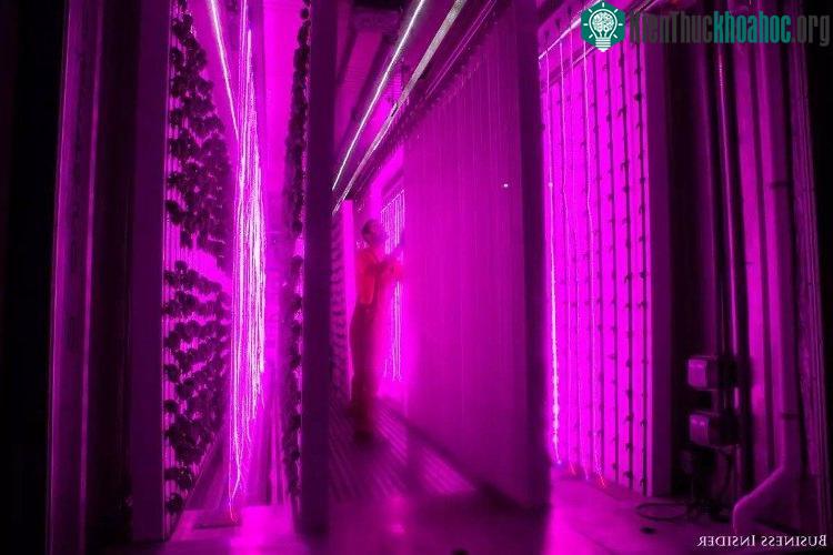 Cây cối được canh tác theo phương thức này phát triển bình thường so với phương pháp canh tác truyền thống.