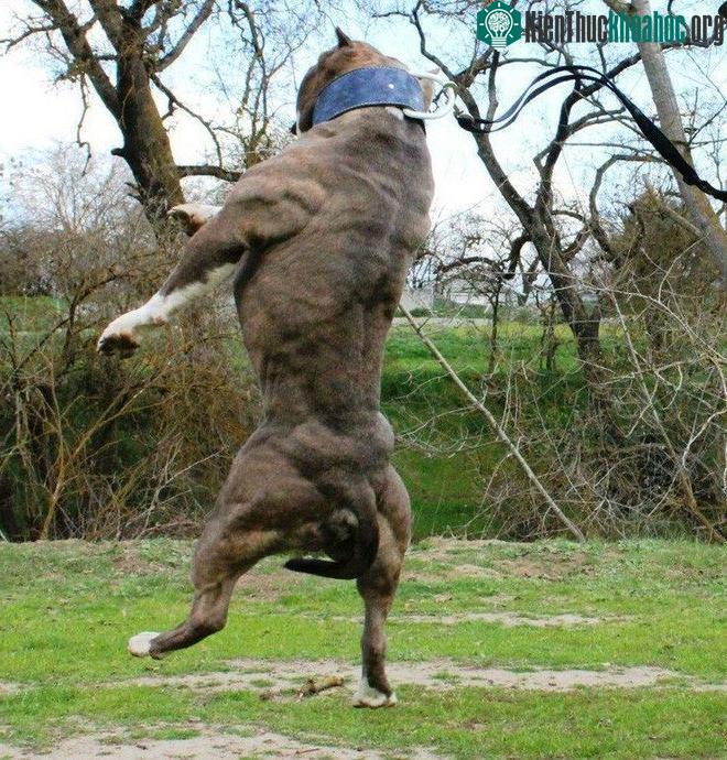 Pitbull có cơ bắp rắn chắc. (Ảnh Internet).