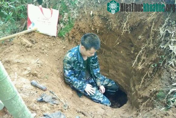 Chúng thường mọc trong tổ kiến trắng bỏ hoang, ở vị trí khá sâu dưới lòng đất.