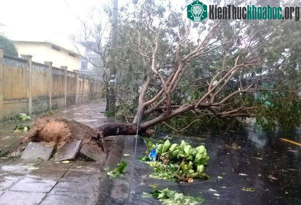 Cây bật gốc trên đường phố Tuy Hòa. (Ảnh: Phạm Linh).