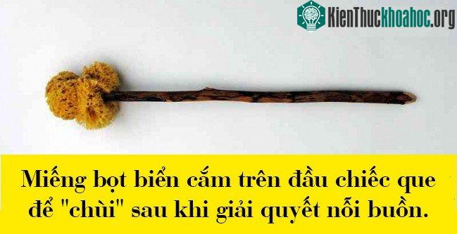 Miếng bọt biển cắm trên đầu chiếc que để