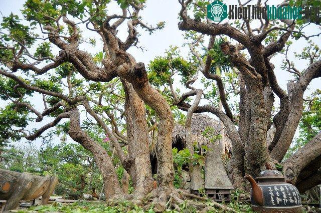 Cây trâm vối này có dáng tự nhiên, các thân cây quần tụ, ngọn hướng lên trời