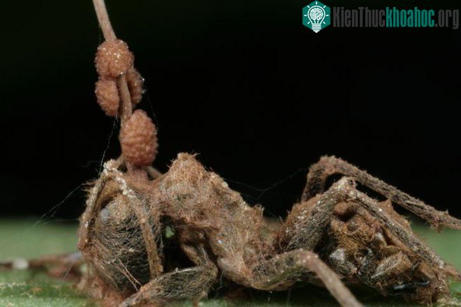 Nấm O. unilateralis không hề làm não bộ kiến tổn thương.