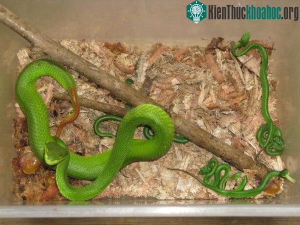 Rắn lục đuôi đỏ có phần đuôi đỏ ửng - rất dễ nhận biết.