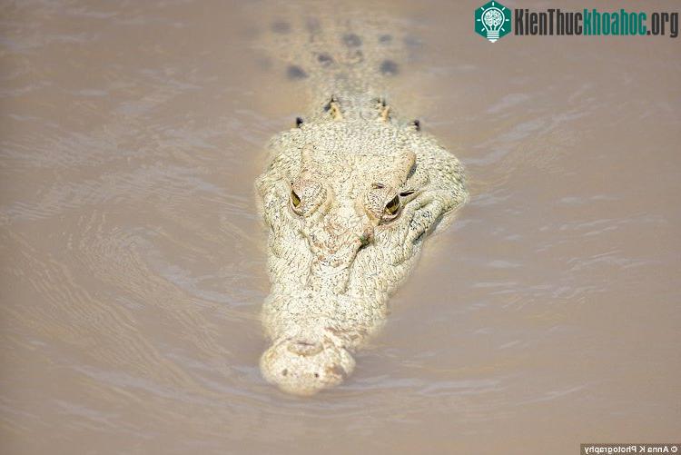 Mặc dù “Micheal Jackon” đã chết, nhưng họ rất vui mừng rằng hậu duệ của nó đang sinh sống tại đây.