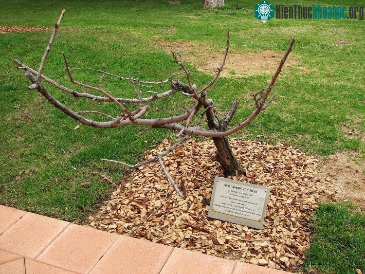 Cây táo Newton cũng được nhân giống trồng tại Goobang, New South Wales, Australia.