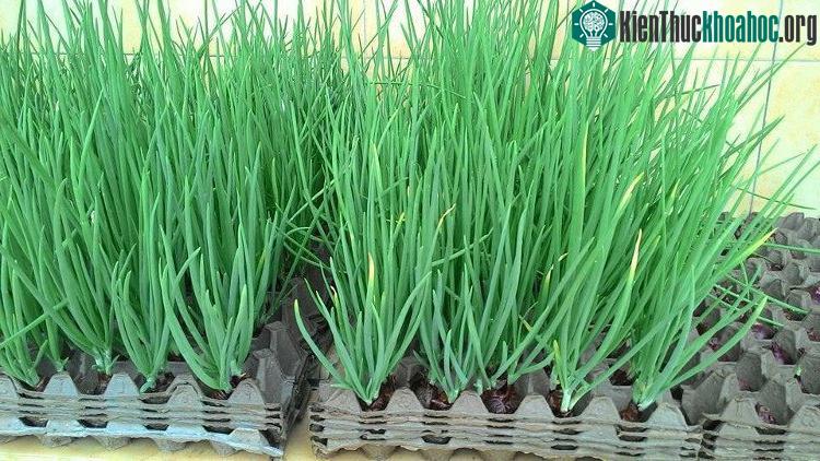 Tưới nước cho các khay trứng hai lần một ngày