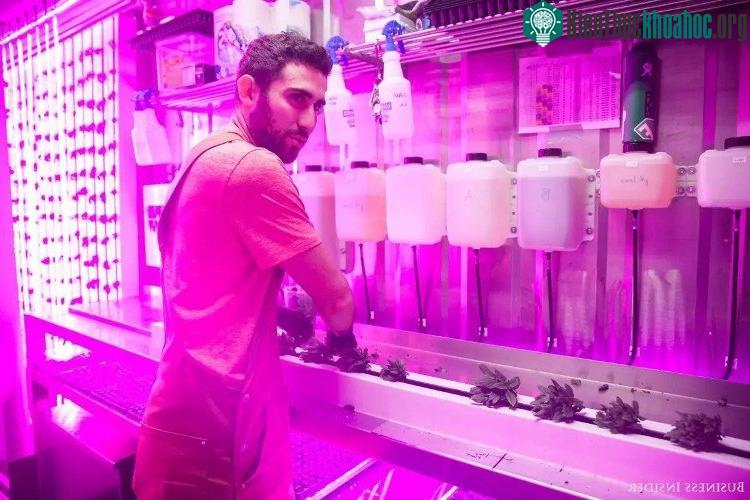Kimbal Musk và đồng nghiệp cũng đang chuyển giao công nghệ canh tác cho những người muốn phát triển kinh doanh theo phương pháp này