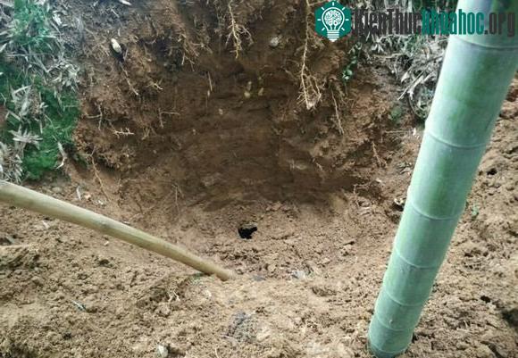 Người ta thường phải đào sâu khoảng 2m mới tìm ra được giống nấm này.