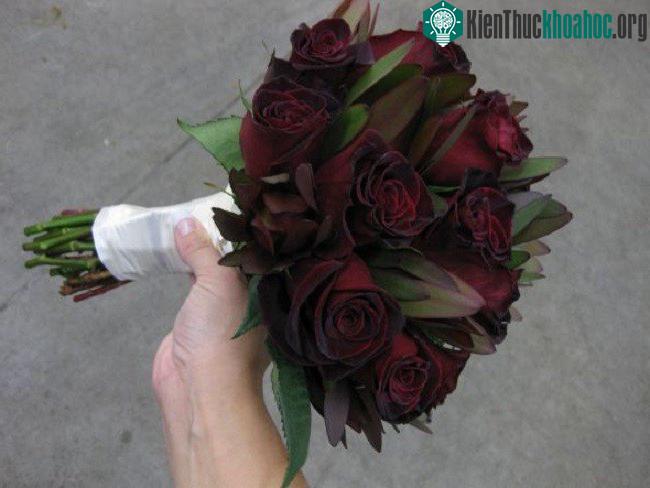 Bacarra Roses