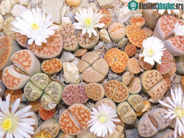 Sự xuất hiện của bông hoa đầy màu sắc giữa những "viên đá" kỳ lạ khiến người ta có cảm giác như lạc vào thiên đường huyền diệu.