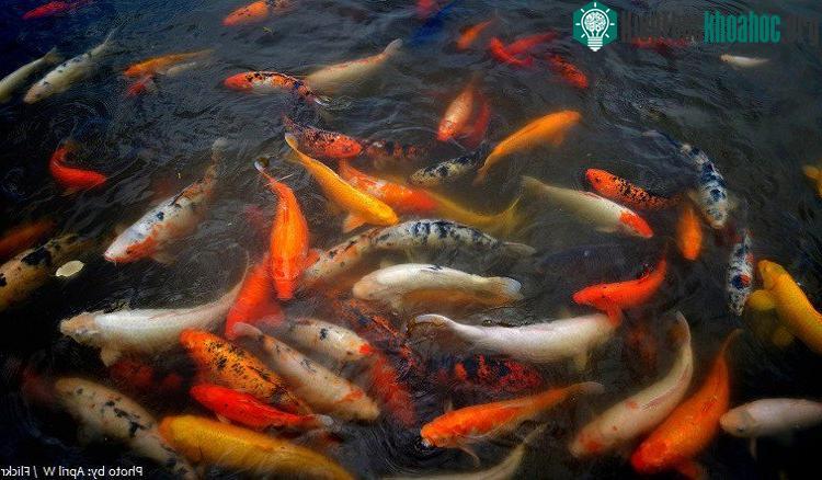Cá Koi không đủ chất lượng sẽ có giá thấp hơn.