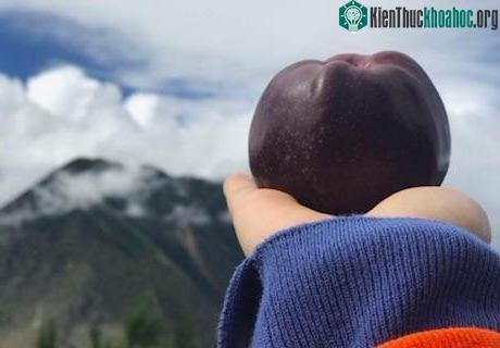Lớp sáp trên vỏ táo khi gặp ánh sáng sẽ trở nên lấp lánh.