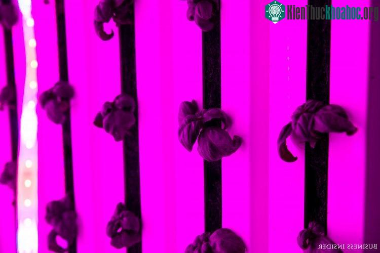 Trung bình, mỗi ngày nông trang này dùng khoảng 30 lít nước để trồng cây
