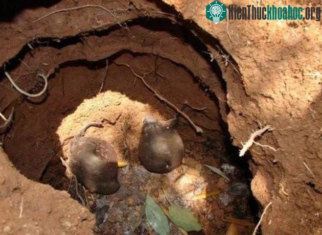 “Mỏ vàng” trong ổ kiến lửa.