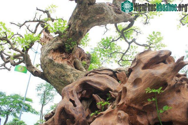Cây được nhiều người mua định giá vào khoảng 3 tỷ đồng.