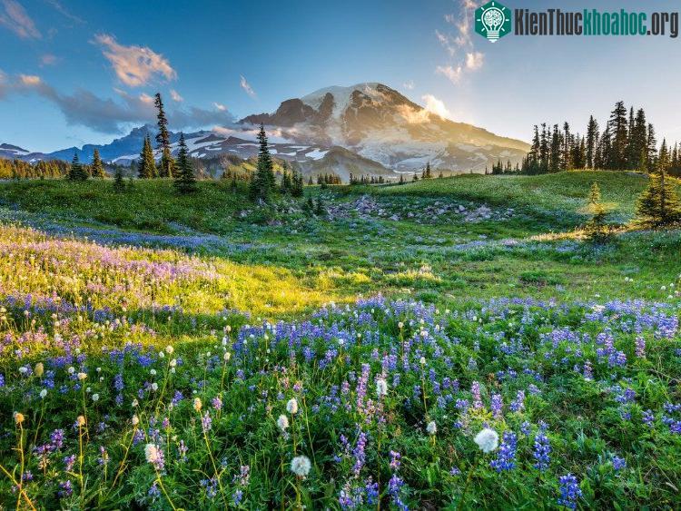 Mount Rainier, Washington