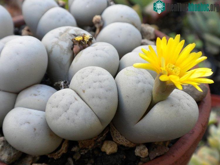 Ở nơi có khí hậu cận nhiệt đới, việc trồng loài hoa này không hề dễ dàng.