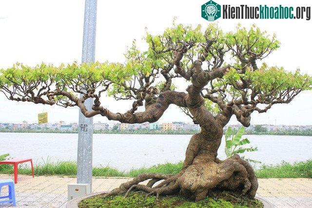 Tác phẩm “Cây khế” của tác giả Huỳnh Thanh Tuyên (Bình Định) có tuổi đời khoảng 120 năm.